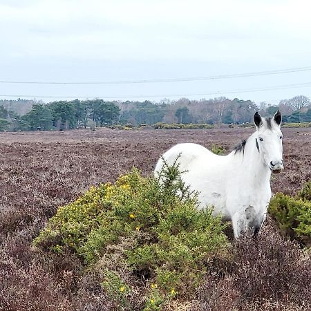 פורדינגברידג' In The Heart Of The New Forest מראה חיצוני תמונה