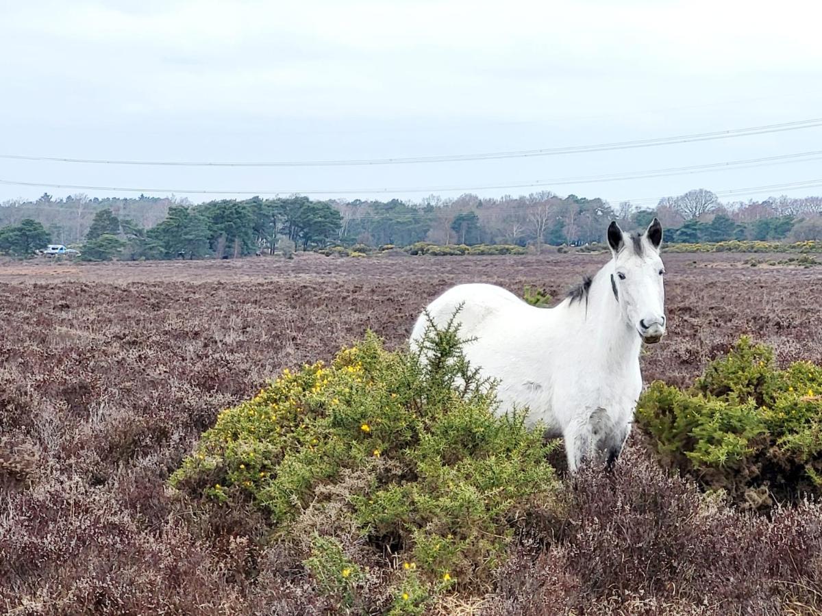 פורדינגברידג' In The Heart Of The New Forest מראה חיצוני תמונה